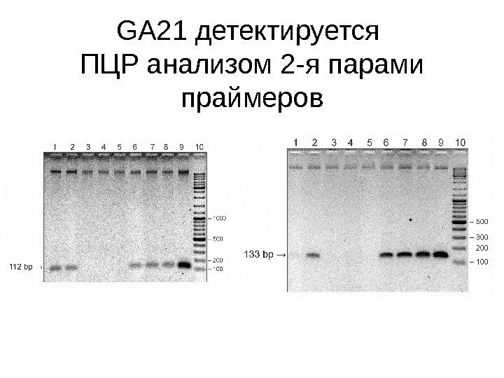 GA 21 детектируется ПЦР анализом 2 -я парами праймеров 