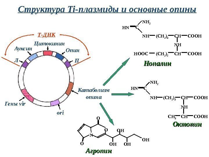 HN NH 2 C NH (CH 2 ) 3 CH COOH NH CH COOHCH