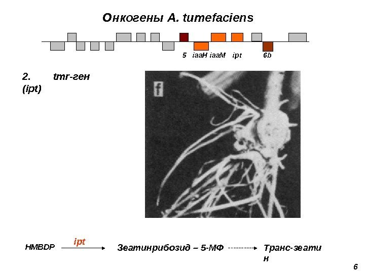 Онкогены A. tumefaciens 62.  tmr- ген  (ipt) HMBDP Зеатинрибозид – 5 -МФ