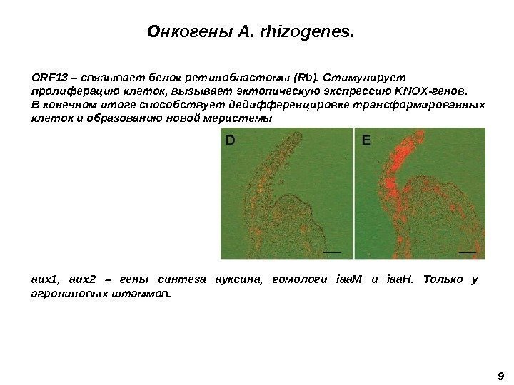 Онкогены A. rhizogenes. 9 ORF 13 – связывает белок ретинобластомы ( Rb).  Стимулирует