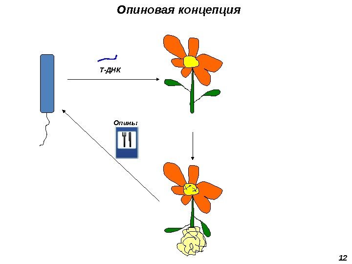 Опиновая концепция 12 Т-ДНК Опины 