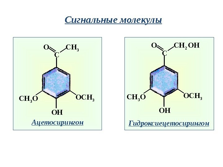 Сигнальные молекулы C CH 3 O OHCH 3 O OCH 3 Ацетосирингон C CH