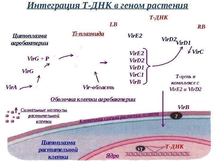 Интеграция Т-ДНК в геном растения VI ? Vir. BVir. E 2 Vir. D 1