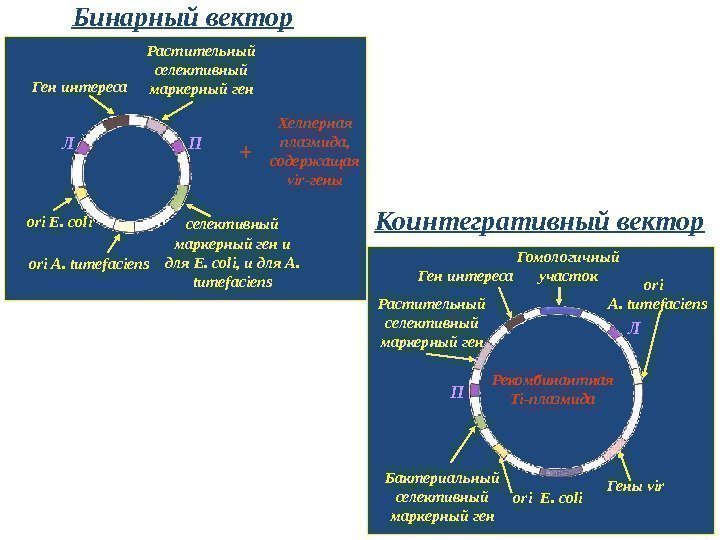 Бинарный вектор Коинтегративный вектор Ген интереса П ЛГомологичный участок ori E. coli ori 