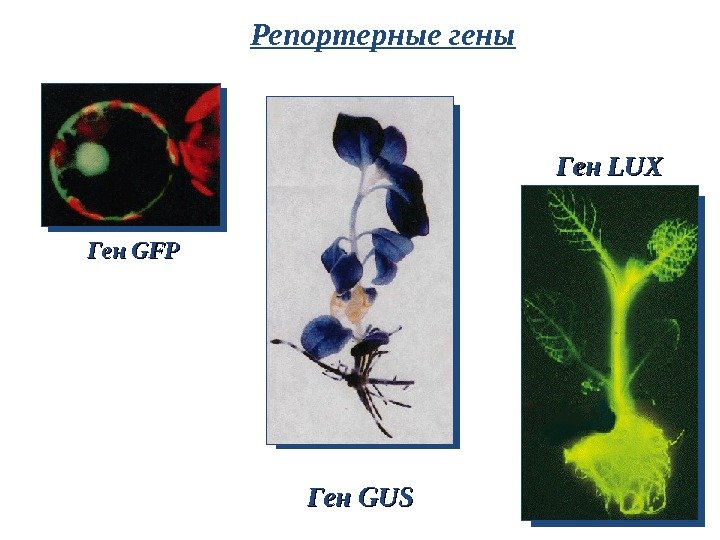 Репортерные гены Ген GFPGFP Ген GUSGUS Ген LUXLUX 