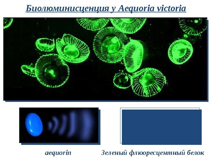 Биолюминисценция у Aequoria victoria aequorin Зеленый флюоресцентный белок 