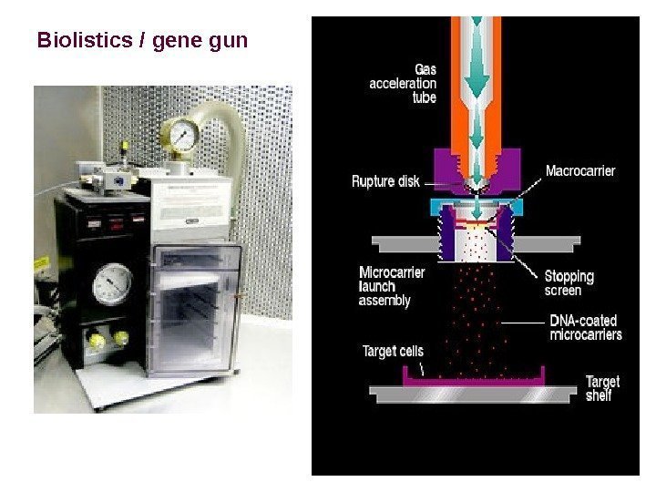 Biolistics / gene gun 