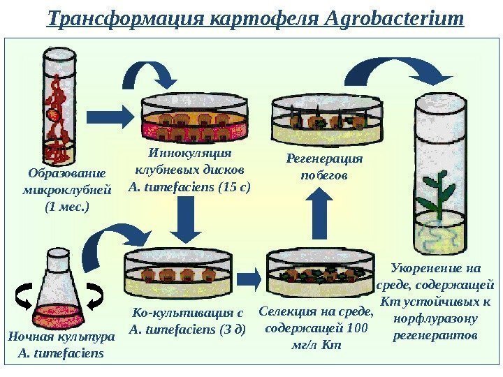 Трансформация картофеля Agrobacterium Образование микроклубней (1 мес. ) Иннокуляция клубневых дисков A. tumefaciens (15