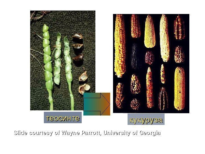 Teosinte      Maize  Slidecourtesyof. Wayne. Parrott, Universityof. Georgia теосинте