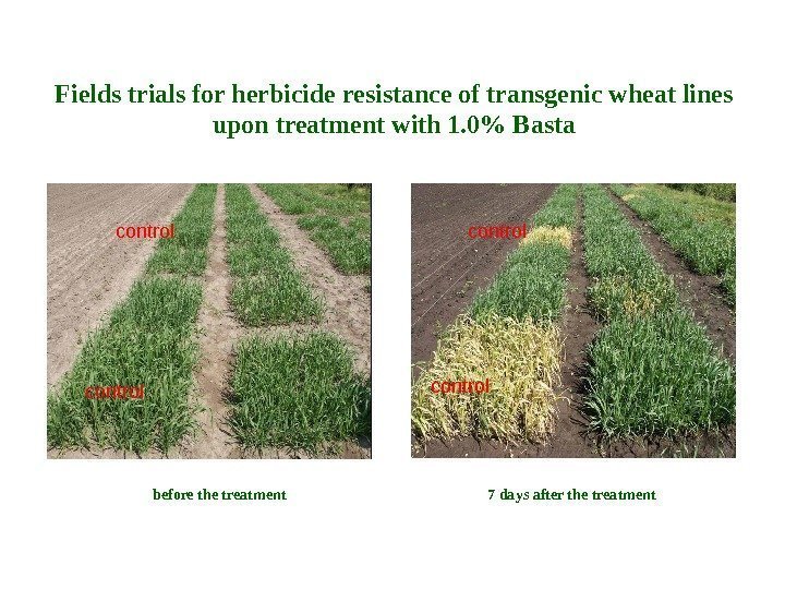 control control. Fields trials for herbicide resistance of transgenic wheat lines upon treatment with