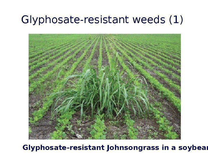 Glyphosate-resistant weeds (1) Glyphosate-resistant Johnsongrass in a soybean field  