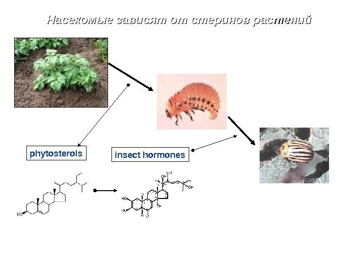 Насекомые зависят от стеринов растений phytosterols insect hormones 