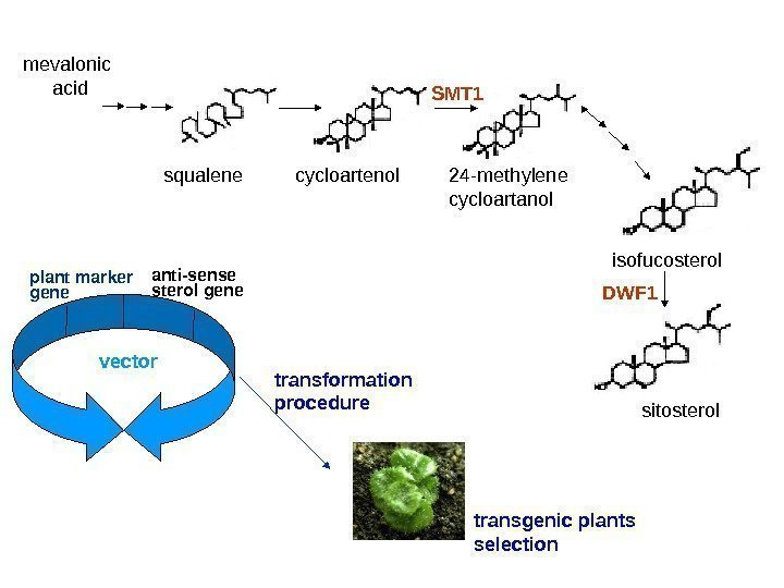 Трансгенные растения с генами биосинтеза стеринов mevalonic acid squalene cycloartenol 24 -methylene cycloartanol isofucosterol
