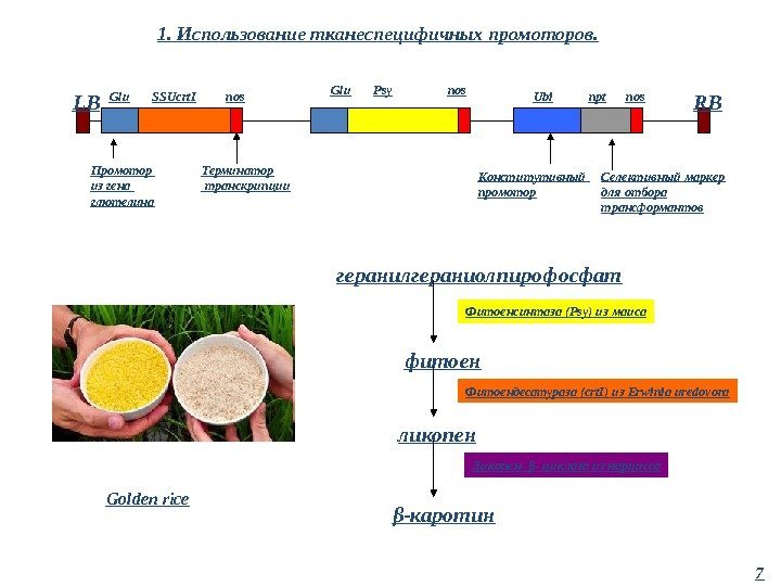 1. Использование тканеспецифичных промоторов. 7 Golden rice геранилгераниолпирофосфат фитоен ликопен Фитоенсинтаза ( Psy) из