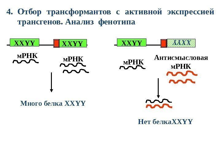 4. Отбор трансформантов с активной экспрессией трансгенов. Анализ фенотипа XXYY м. РНК Много белка