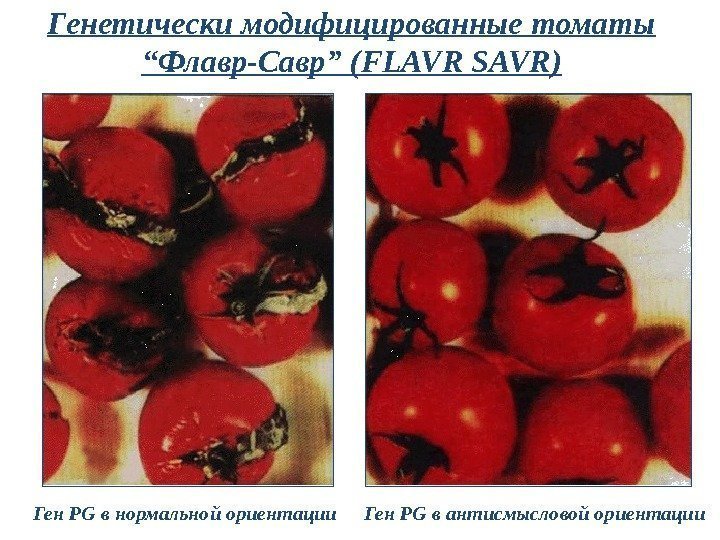 Генетически модифицированные томаты “ Флавр-Савр ” ( FLAVR SAVR) Ген PG в нормальной ориентации
