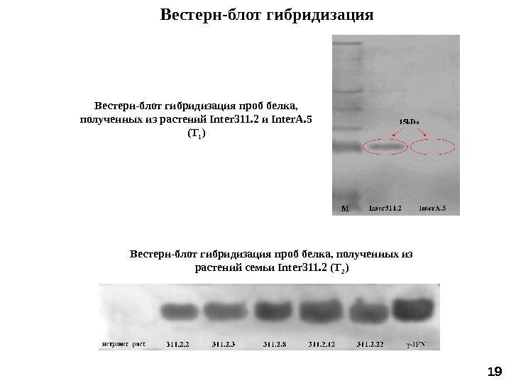 Вестерн-блот гибридизация проб белка,  полученных из растений Inter 311. 2 и Inter. A.