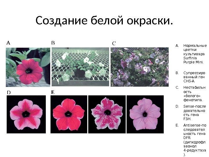 Создание белой окраски. A. Нормальные цветки культивара Surfinia Purple Mini. B. C упрессиро ванный