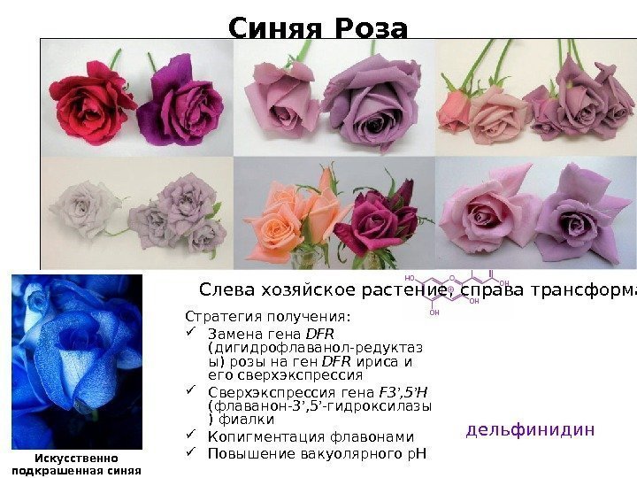 Синяя Роза Стратегия получения:  Замена гена DFR  (дигидрофлаванол-редуктаз ы) розы на ген