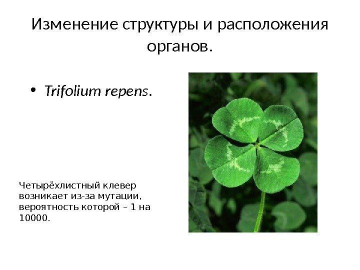 Изменение структуры и расположения органов.  • Trifolium repens. Четырёхлистный клевер возникает из-за мутации,