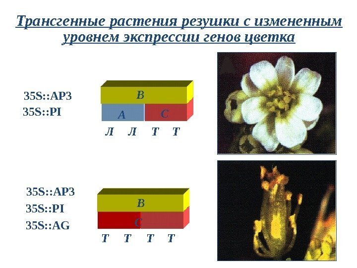 Трансгенные растения резушки с измененным уровнем экспрессии генов цветка A В  С Л