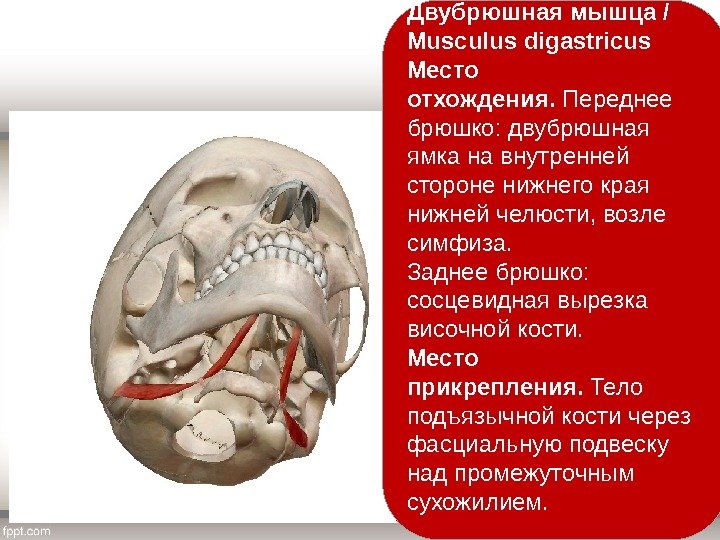 Двубрюшная мышца / Musculus digastricus Место отхождения.  Переднее брюшко: двубрюшная ямка на внутренней