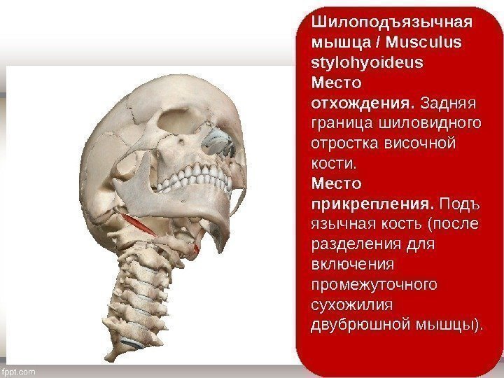 Шилоподъязычная мышца / Musculus stylohyoideus Место отхождения.  Задняя граница шиловидного отростка височной кости.