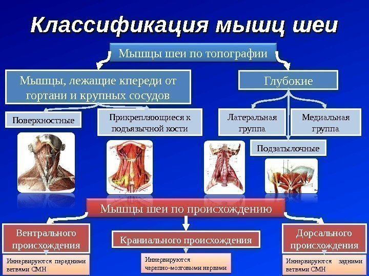 Классификация мышц шеи Мышцы, лежащие кпереди от гортани и крупных сосудов Глубокие. Мышцы шеи