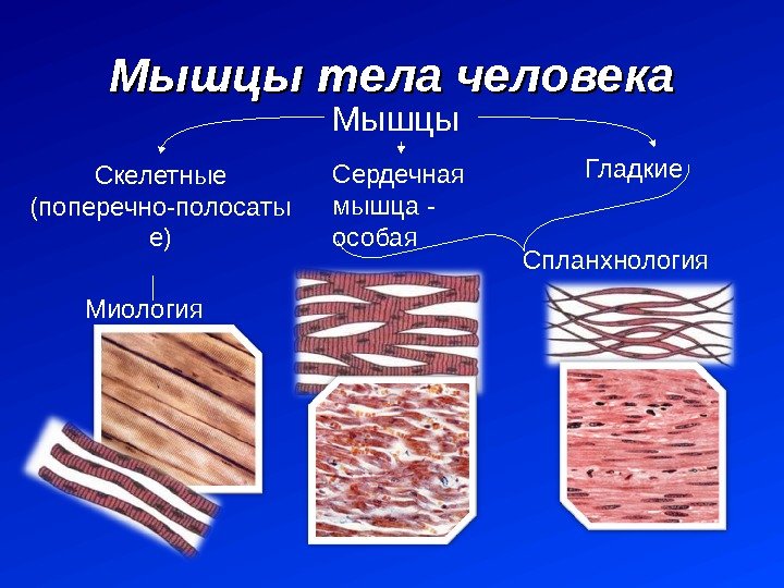 Мышцы тела человека Мышцы Скелетные (поперечно-полосаты е) Гладкие Сердечная мышца - особая Миология Спланхнология