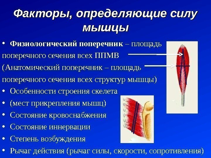 Факторы, определяющие силу мышцы • Физиологический поперечник – площадь поперечного сечения всех ППМВ (Анатомический