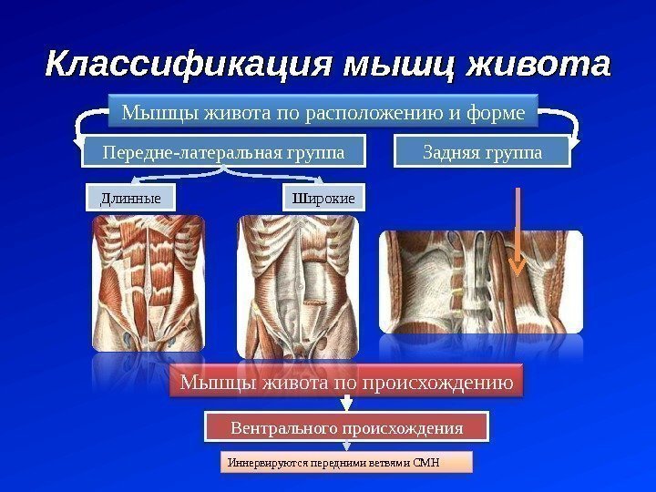 Классификация мышц живота Передне-латеральная группа Задняя группа. Мышцы живота по расположению и форме Вентрального
