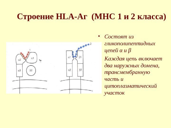 Строение HLA- Аг ( MHC 1 и 2 класса) • Состоят из гликополипептидных цепей