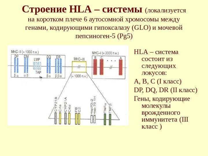 Строение HLA – системы (локализуется на коротком плече  6 аутосомной хромосомы между генами,