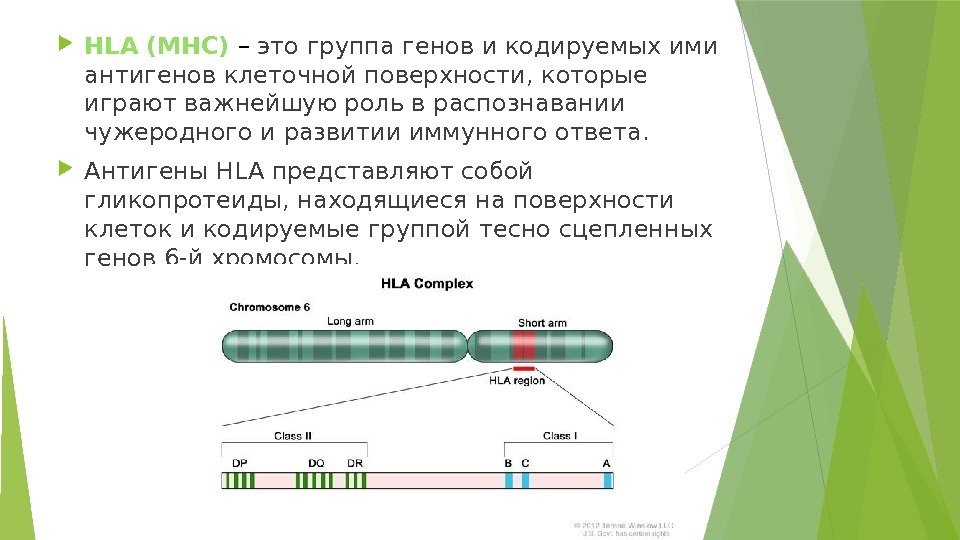 Гистосовместимость супружеской пары по hla антигенам