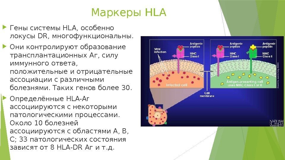 Маркеры HLA Гены системы HLA, особенно локусы DR, многофункциональны.  Они контролируют образование трансплантационных