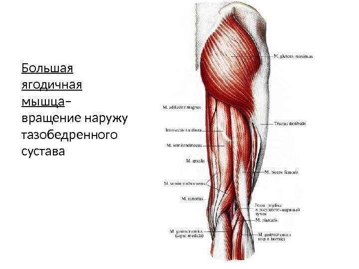 Большая ягодичная мышца – вращение наружу тазобедренного сустава 