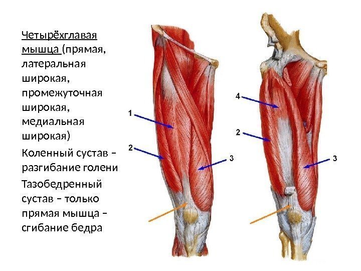Четырёхглавая мышца (прямая,  латеральная широкая,  промежуточная широкая,  медиальная широкая) Коленный сустав