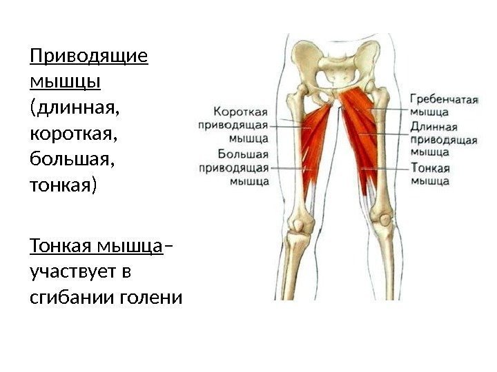 Приводящие мышцы (длинная,  короткая,  большая,  тонкая) Тонкая мышца – участвует в
