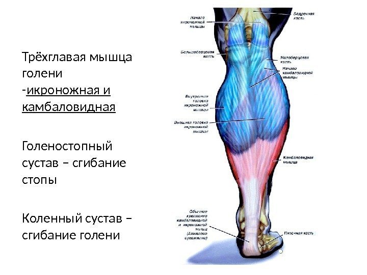 Трёхглавая мышца голени - икроножная и камбаловидная Голеностопный сустав – сгибание стопы Коленный сустав