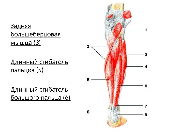 Задняя большеберцовая мышца (3) Длинный сгибатель пальцев (5) Длинный сгибатель большого пальца (6) 