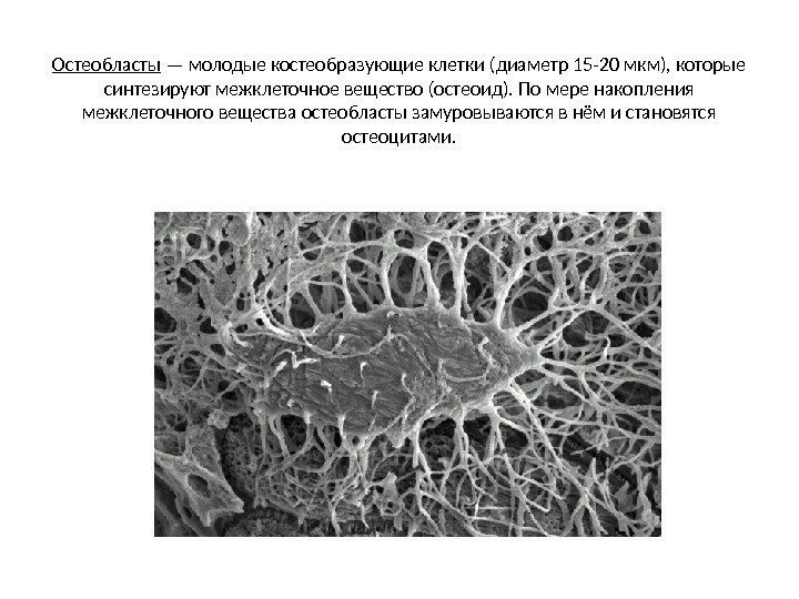 Остеобласты — молодые костеобразующие клетки (диаметр 15 -20 мкм), которые синтезируют межклеточное вещество (остеоид).