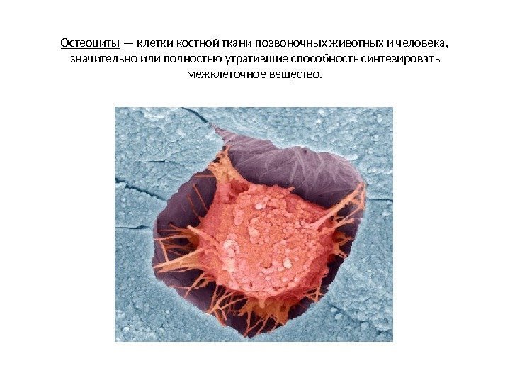 Остеоциты — клетки костной ткани позвоночных животных и человека,  значительно или полностью утратившие