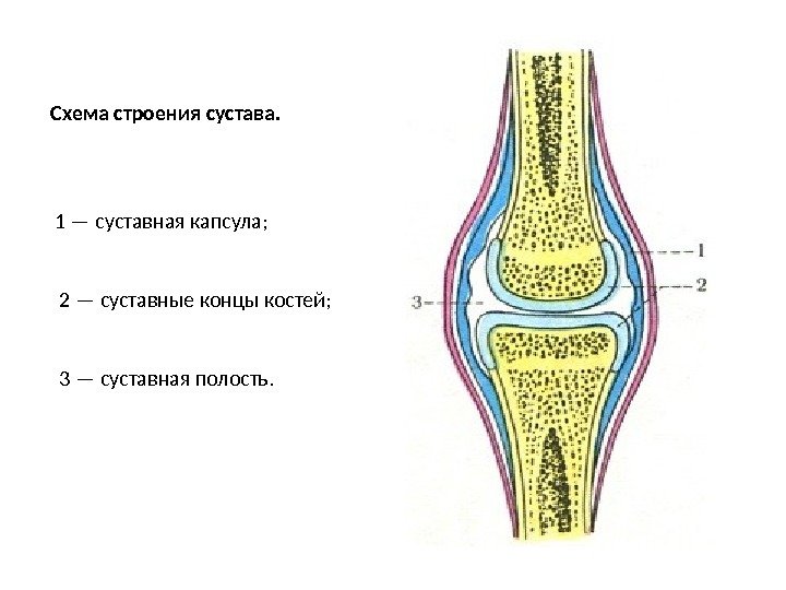  Схема строения сустава.     1 — суставная капсула;  