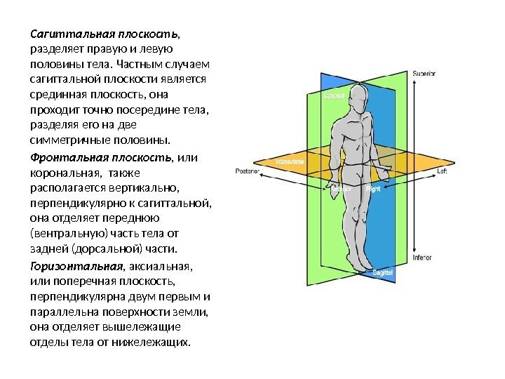 Сагиттальная плоскость ,  разделяет правую и левую половины тела. Частным случаем сагиттальной плоскости