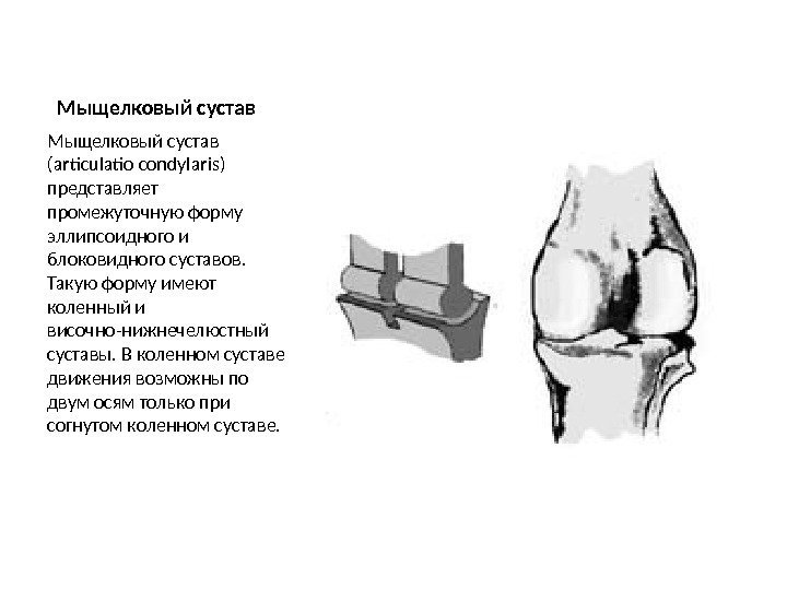   Мыщелковый сустав (articulatio condylaris) представляет промежуточную форму эллипсоидного и блоковидного суставов. 