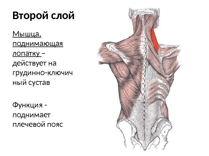 Второй слой Мышца,  поднимающая лопатку – действует на грудинно-ключич ный сустав Функция -