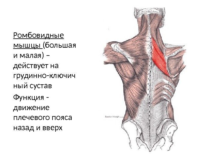 Ромбовидные мышцы (большая и малая) – действует на грудинно-ключич ный сустав Функция - движение