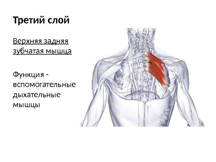 Третий слой Верхняя задняя зубчатая мышца Функция - вспомогательные дыхательные мышцы 