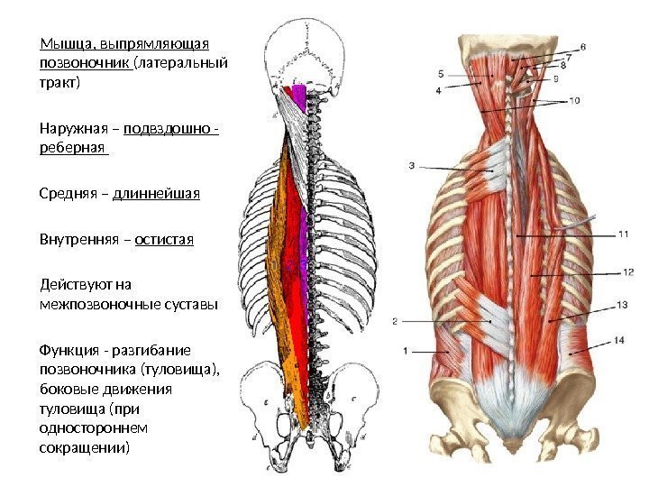 Мышца, выпрямляющая позвоночник (латеральный тракт) Наружная – подвздошно - реберная Средняя – длиннейшая Внутренняя