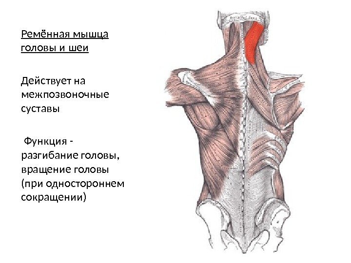 Ремённая мышца головы и шеи Действует на межпозвоночные суставы  Функция -  разгибание